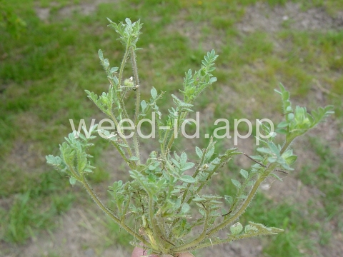 polemonium, annual